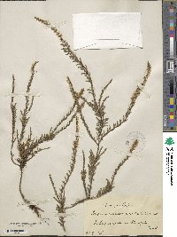 Calluna vulgaris image