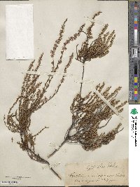 Calluna vulgaris image