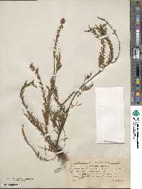 Calluna vulgaris image