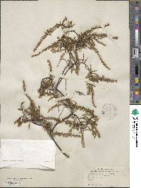 Calluna vulgaris image