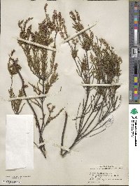 Calluna vulgaris image