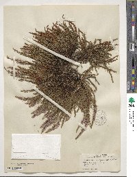 Calluna vulgaris image