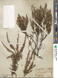 Calluna vulgaris image