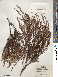 Calluna vulgaris image