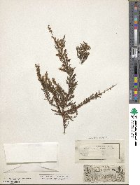 Calluna vulgaris image