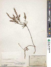 Calluna vulgaris image