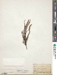 Calluna vulgaris image