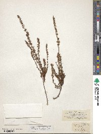 Calluna vulgaris image