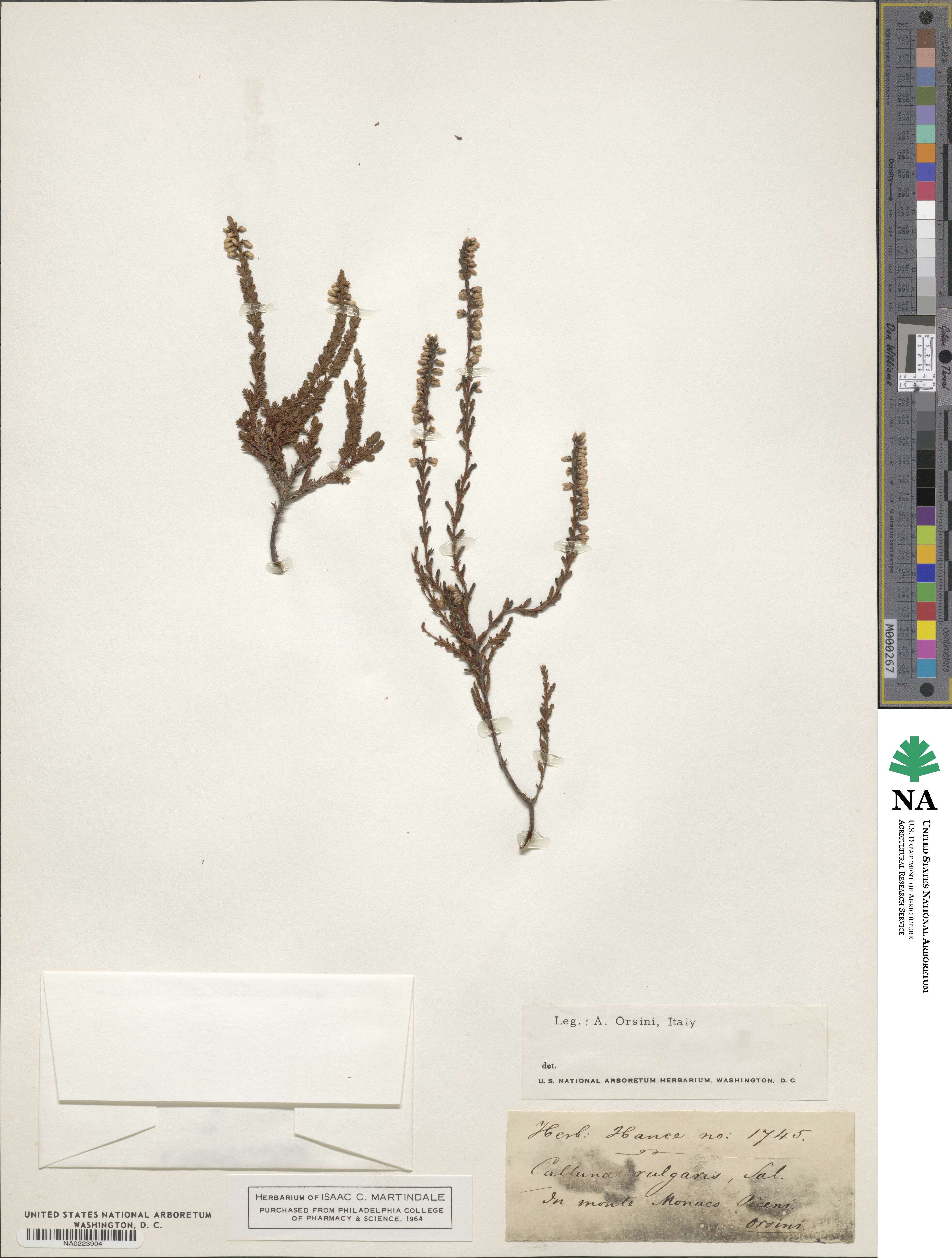 Calluna vulgaris image