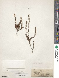 Calluna vulgaris image