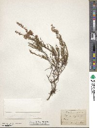 Calluna vulgaris image