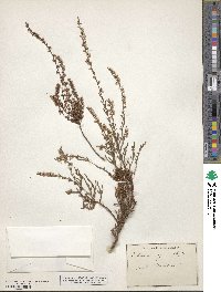 Calluna vulgaris image