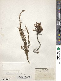 Calluna vulgaris image