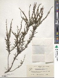 Calluna vulgaris image