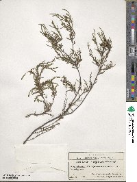 Calluna vulgaris image