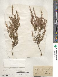 Calluna vulgaris image