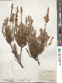 Calluna vulgaris image