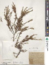 Calluna vulgaris image