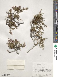 Calluna vulgaris image