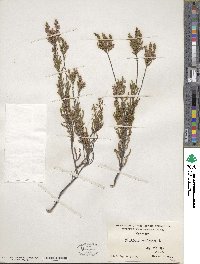 Calluna vulgaris image