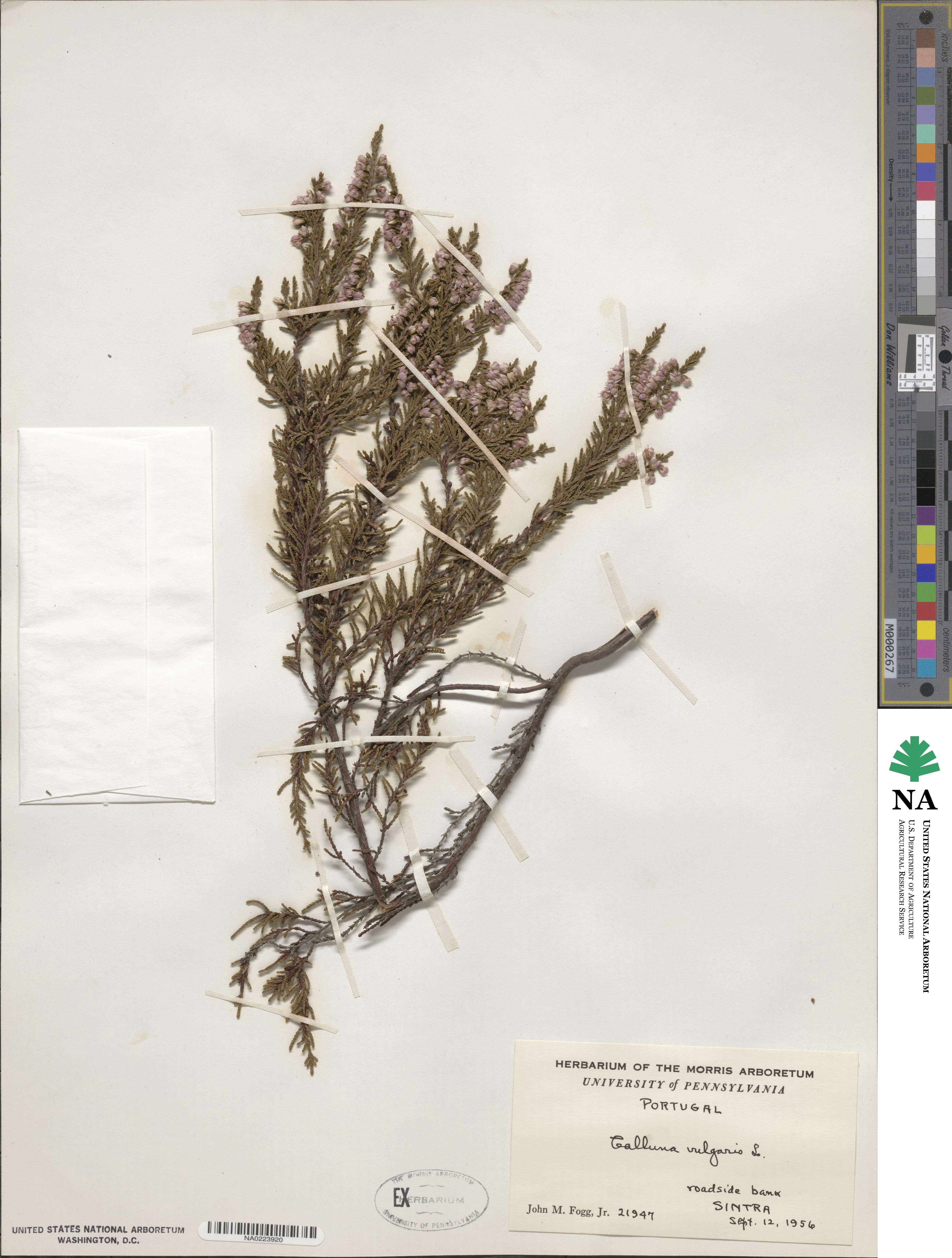 Calluna vulgaris image