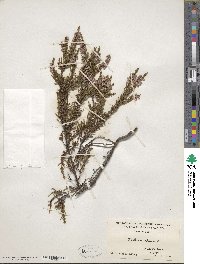 Calluna vulgaris image