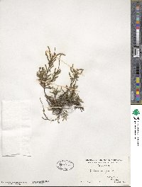 Calluna vulgaris image