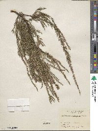 Calluna vulgaris image