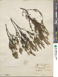 Calluna vulgaris image