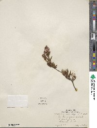 Calluna vulgaris image