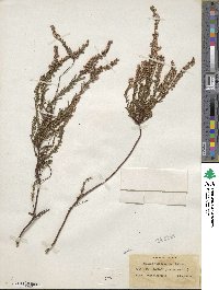 Calluna vulgaris image