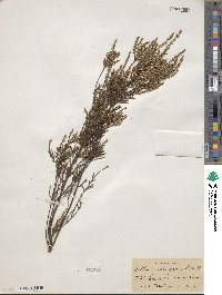 Calluna vulgaris image