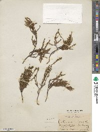 Calluna vulgaris image