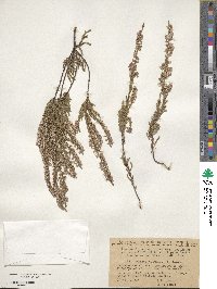 Calluna vulgaris image