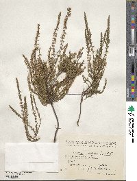 Calluna vulgaris image