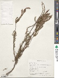 Calluna vulgaris image