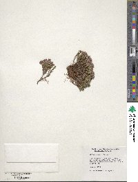 Calluna vulgaris image