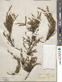 Calluna vulgaris image