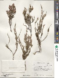 Calluna vulgaris image