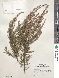 Calluna vulgaris image