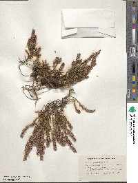 Calluna vulgaris image