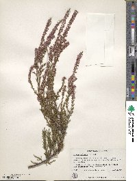 Calluna vulgaris image