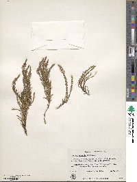 Calluna vulgaris image