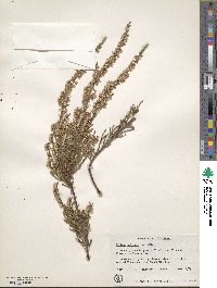 Calluna vulgaris image