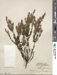 Calluna vulgaris image