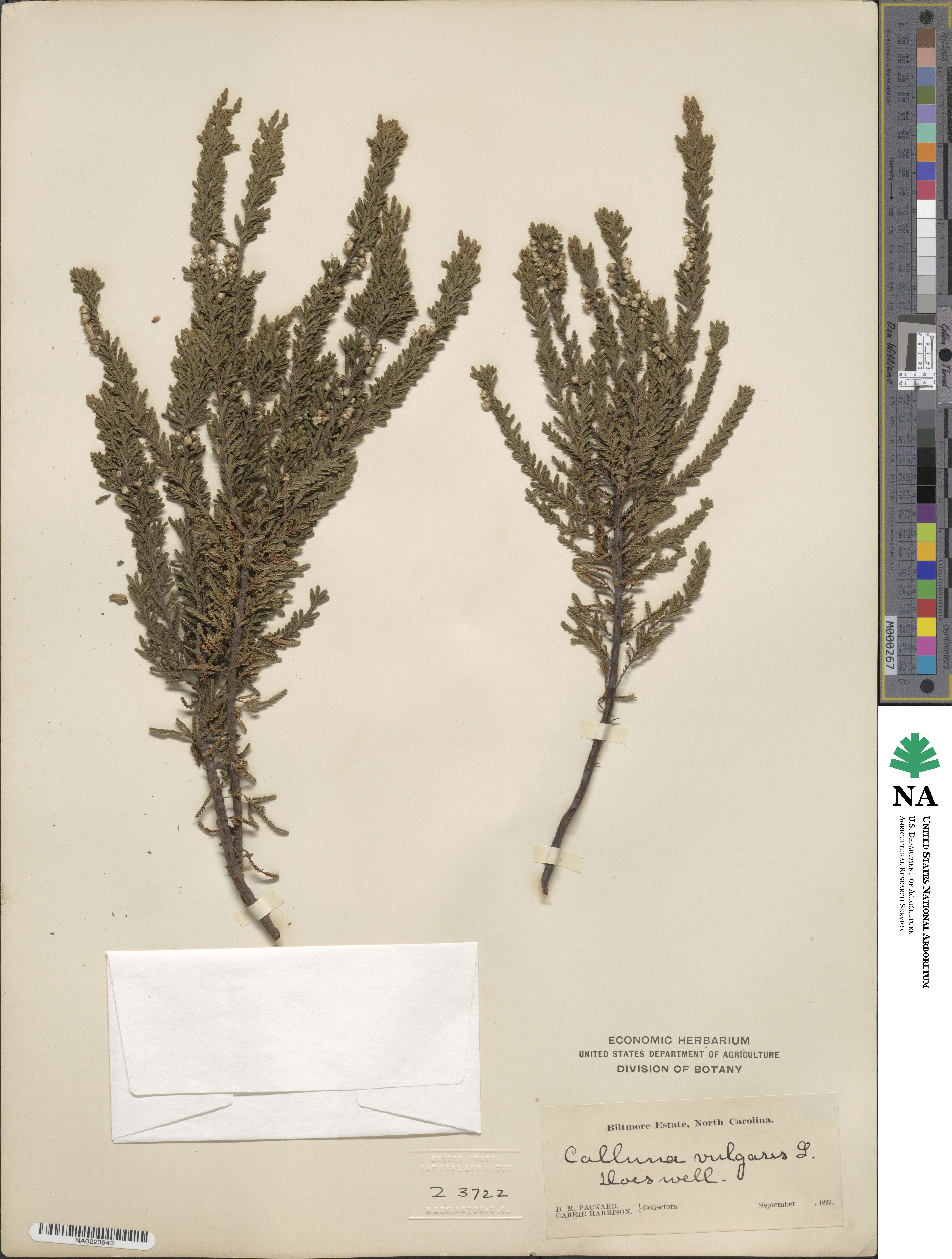 Calluna vulgaris image