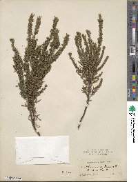 Calluna vulgaris image