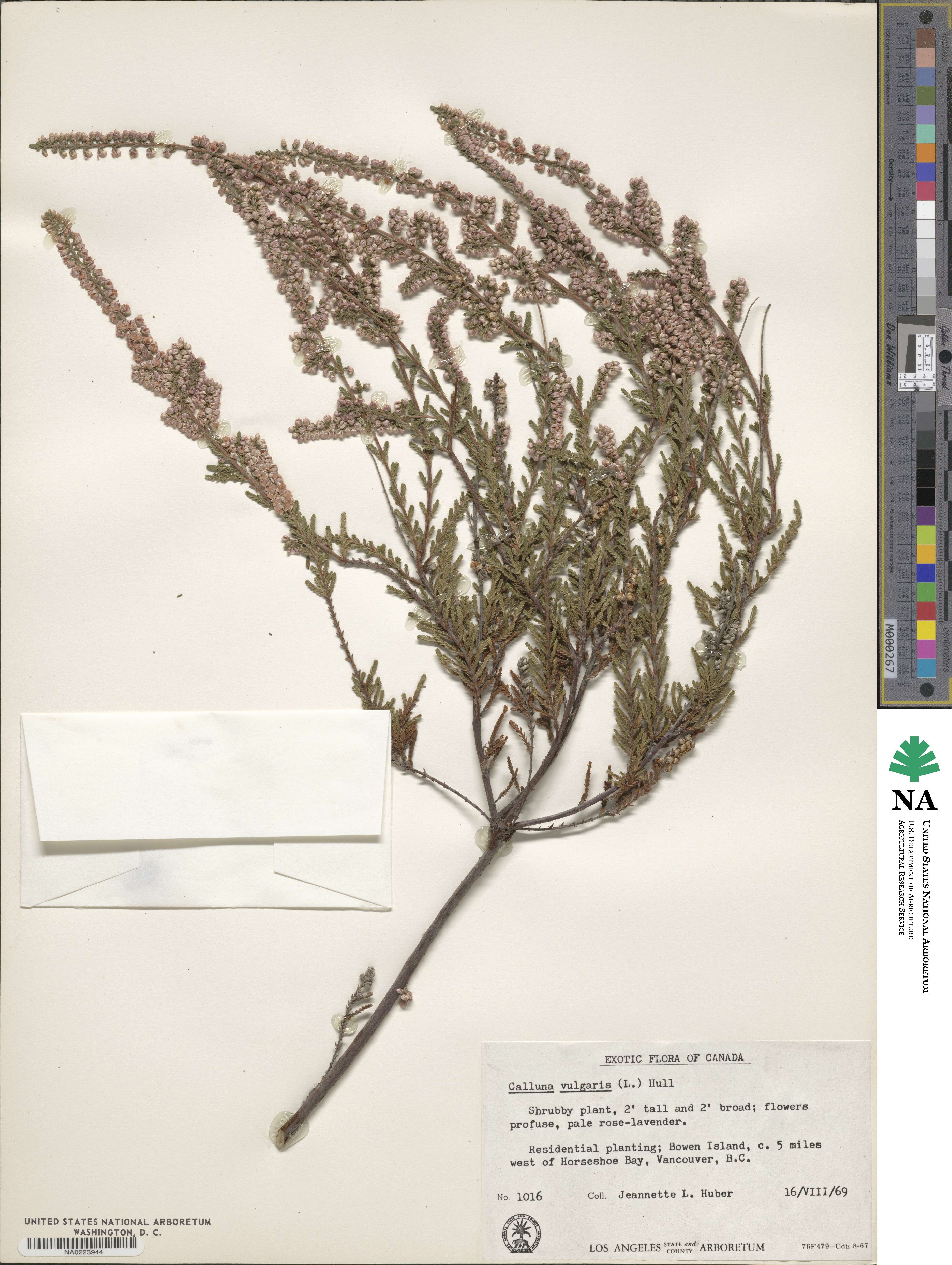 Calluna vulgaris image