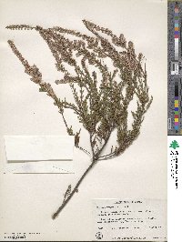 Calluna vulgaris image