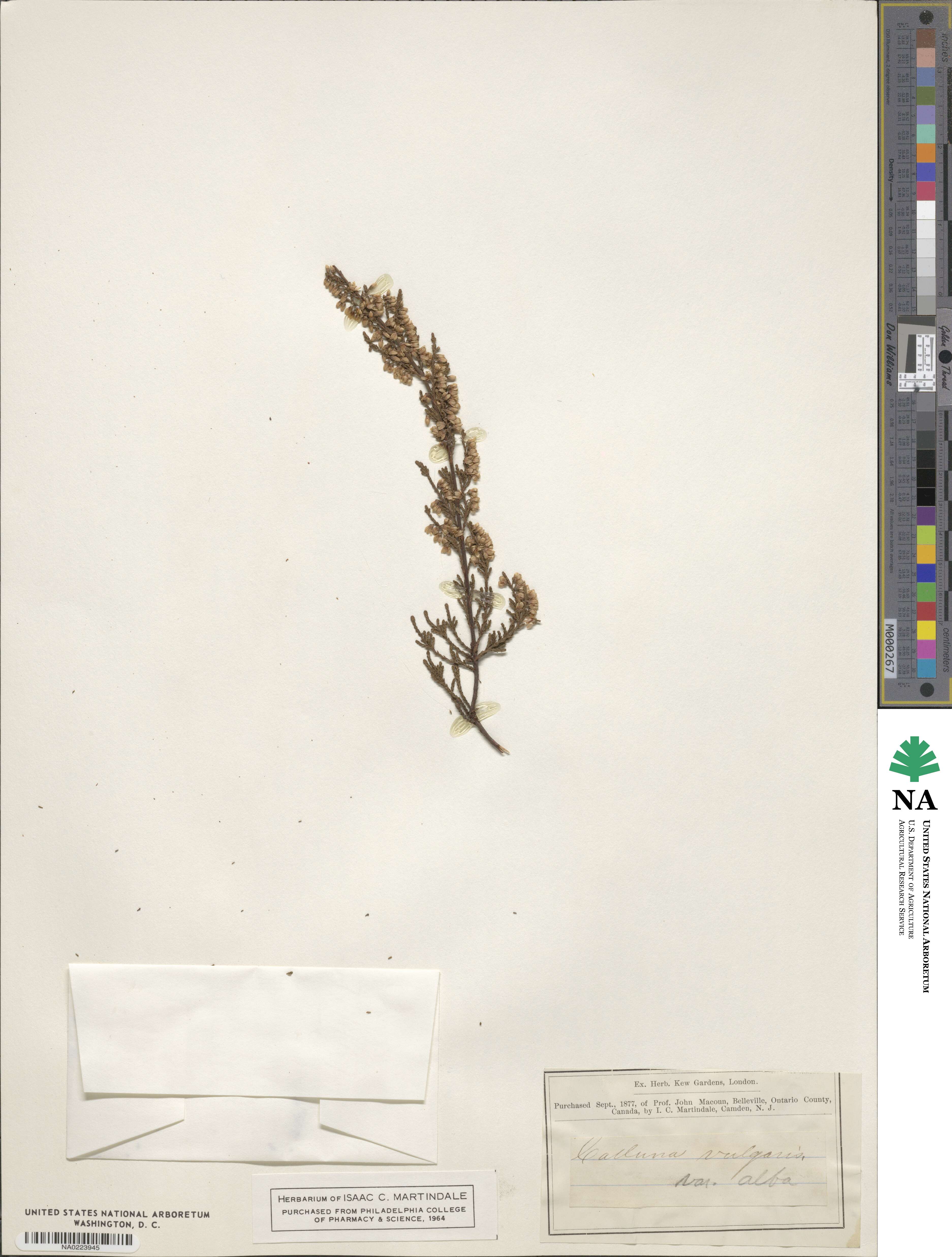 Calluna vulgaris image